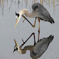 Great Blue Heron